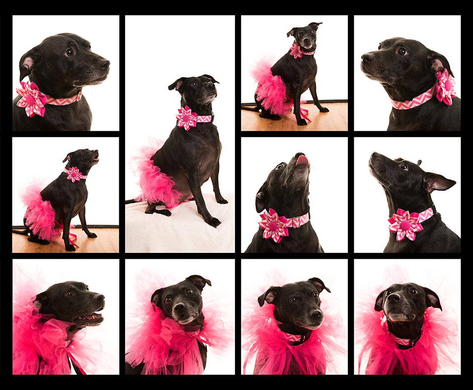 Labrador-Expression-Photo-Session-Brooklyn-NYC-Pets-By-Petra
