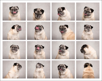 Pets by Petra | Pet Photography in NYC