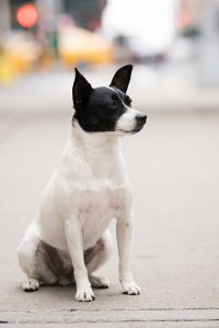 Pet Portrait at NYC streets by Petra Romano