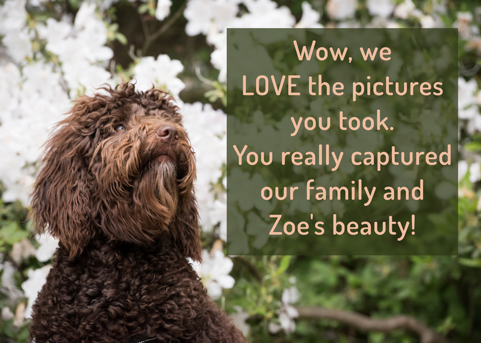 Photo and testimonial from a photoshoot of Labradoodle dog