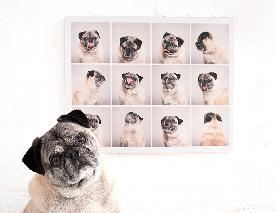 Pug with his artwork from Expression Photo Session by Pets by Petra