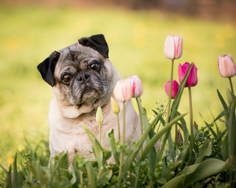 Photo of a pug dog with flowers